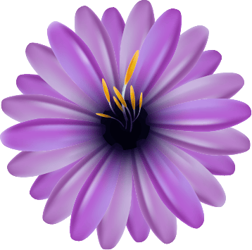 Purple Daisy